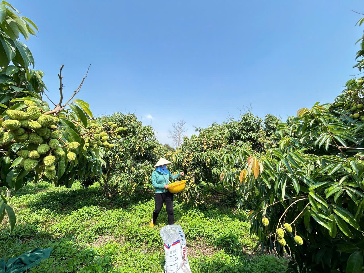 hoangthithoi